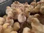 Witte breedborst kalkoenen en ross 308 mestkuikens, Dieren en Toebehoren
