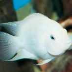 Platinum convict balloon (parrot hybrid) cichlide, Dieren en Toebehoren