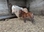 Shetland pony veulens, Poney de récréation, Ne s'applique pas, Vermifugé, Plusieurs animaux