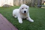 Prachtige Golden retriever pup met stamboom, Dieren en Toebehoren, België, 8 tot 15 weken, Meerdere, Meerdere dieren