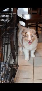 Lieve bleu en red merle Australische Herder pups ouders aanw, Dieren en Toebehoren, België, CDV (hondenziekte), 8 tot 15 weken