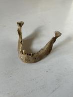 Menselijke onderkaak (echte) van schedel  - educatief, Ophalen of Verzenden