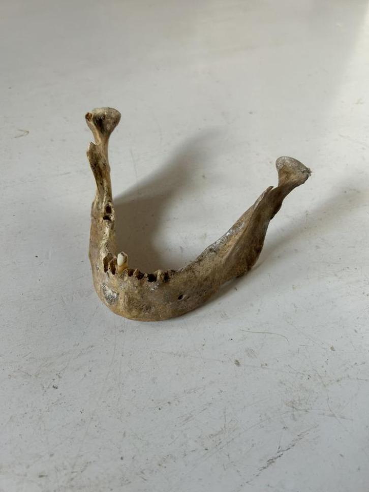 Menselijke onderkaak (echte) van schedel  - educatief, Antiek en Kunst, Curiosa en Brocante, Ophalen of Verzenden