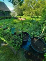 Vijgenbomen, Tuin en Terras, Ophalen