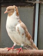Ringslager, Dieren en Toebehoren