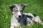 husky kruising australische herder pups, Dieren en Toebehoren, België, 8 tot 15 weken, Meerdere, Meerdere dieren
