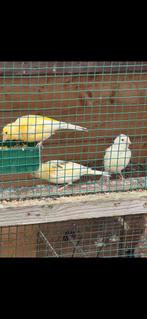 4 kanaries te koop, Dieren en Toebehoren, Vogels | Kanaries, Kleurkanarie
