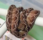 Male Corallus hortulanus Halloween sub-adulte, Dieren en Toebehoren