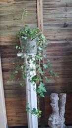 Hedera Helix., Ophalen, Vaste plant