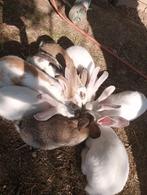 Konijnen te koop, Dieren en Toebehoren, Konijnen, Meerdere dieren, Middelgroot, 0 tot 2 jaar