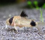 Corydoras Panda, Zoetwatervis