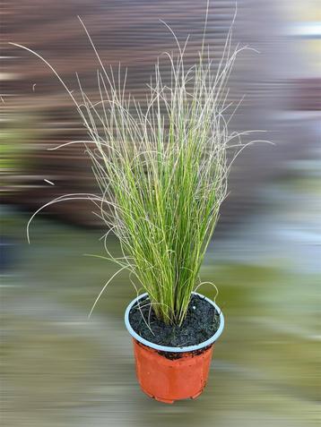 Stipa pony tails beschikbaar voor biedingen