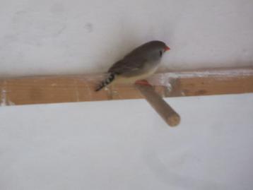 mandarijn beschikbaar voor biedingen