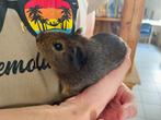 Cavia agouti beertje, Dieren en Toebehoren, Knaagdieren, Mannelijk, Cavia, Tam