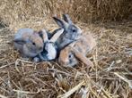 Dwergkonijntjes/ hangoorkonijntjes, Dieren en Toebehoren, Konijnen, Meerdere dieren, Dwerg, Hangoor, 0 tot 2 jaar