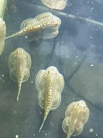 Hobbyaquarium Tijger Gastromyzon/Sewellia Lineolata/algen, Vis, Zoetwatervis, Schoolvis