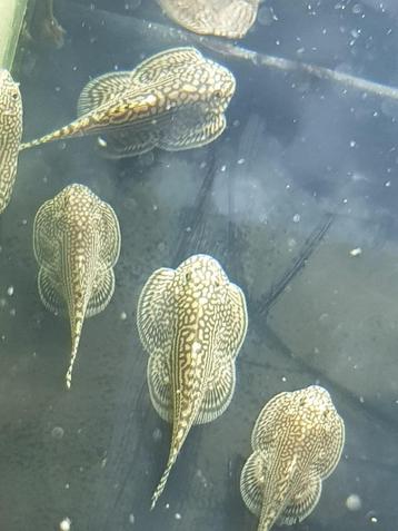 Hobbyaquarium Tijger Gastromyzon/Sewellia Lineolata/algen beschikbaar voor biedingen