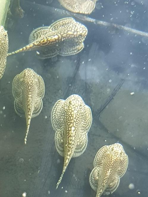 Hobbyaquarium Tijger Gastromyzon/Sewellia Lineolata/algen, Dieren en Toebehoren, Vissen | Aquariumvissen, Zoetwatervis, Vis, Schoolvis