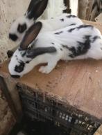 Konijnen, Dieren en Toebehoren, Konijnen