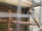 Rijstvogel / paddas, Dieren en Toebehoren, Tropenvogel