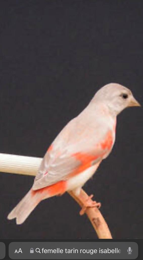 FRANCE femelles tarins du Venezuela mutation Isabelle, Dieren en Toebehoren, Vogels | Overige Vogels, Vrouwelijk, Geringd