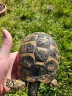 1.3 tortue hermanni hermanni adulte, Dieren en Toebehoren, Reptielen en Amfibieën, Schildpad, 11 jaar of ouder