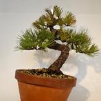 Japanse witte den - bonsai - Pinus pentaphylla, Bloeit niet, Minder dan 100 cm, Volle zon, In pot