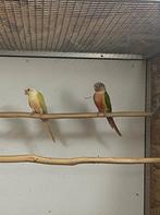 Couple Pyrrhura 2023, Plusieurs animaux, Perruche, Bagué