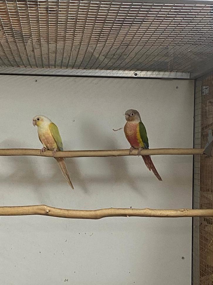 Couple Pyrrhura 2023, Animaux & Accessoires, Oiseaux | Perruches & Perroquets, Perruche, Plusieurs animaux, Bagué