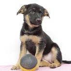 Duitse Herder (Kort & Langhaar) Belgische pups te koop, Dieren en Toebehoren, Honden | Herdershonden en Veedrijvers, België, Handelaar