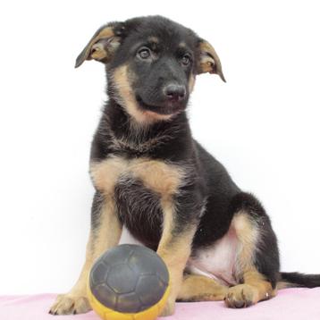 Duitse Herder (Kort & Langhaar) Belgische pups te koop beschikbaar voor biedingen