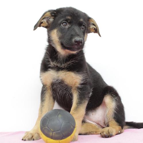 Duitse Herder (Kort & Langhaar) Belgische pups te koop, Dieren en Toebehoren, Honden | Herdershonden en Veedrijvers, Meerdere dieren