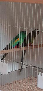 Veelkleurenparkieten, veelkleuren, Plusieurs animaux, Perruche, Bagué