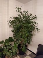 Grande plante d'intérieur ficus, Enlèvement