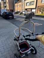 Grijze roodstaart, Dieren en Toebehoren, Geslacht onbekend, Papegaai, Pratend