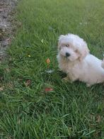 Maltezer pup, Dieren en Toebehoren, Honden | Chihuahua's en Gezelschapshonden, België, Maltezer, Fokker | Hobbymatig, Reu