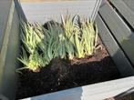 Aloe Vera planten 40-50cm, blote wortel, Huis en Inrichting, Kamerplanten, Ophalen, Vetplant, Minder dan 100 cm, Volle zon