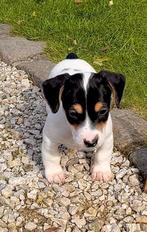 Jack russel pups, Dieren en Toebehoren, Honden | Jack Russells en Terriërs, CDV (hondenziekte), België, Fokker | Hobbymatig, Jack Russell Terriër