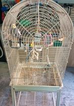 Twee valkparkieten met kooie, Dieren en Toebehoren, Ophalen, Zo goed als nieuw