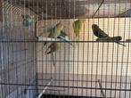 Parkieten te koop, Dieren en Toebehoren, Parkiet