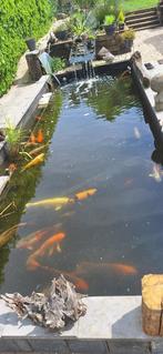 Vijver Koi te koop, Dieren en Toebehoren, Karper of Koi