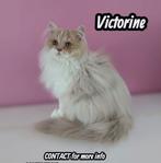 Selkirk rex ( straight poesje), Dieren en Toebehoren, Poes, Gechipt, 0 tot 2 jaar