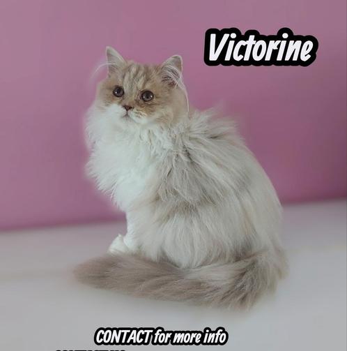 Selkirk rex ( straight poesje), Dieren en Toebehoren, Katten en Kittens | Raskatten | Langhaar, Poes, 0 tot 2 jaar, Met stamboom