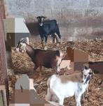 3 bokken te koop, Dieren en Toebehoren, Schapen, Geiten en Varkens