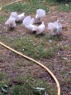 Pauwstaart, Dieren en Toebehoren