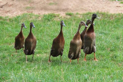 Indische loopeend vrouwtje/hen gezocht (betalend), Dieren en Toebehoren, Pluimvee, Eend, Vrouwelijk