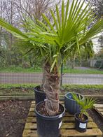 Winterharde palmbomen Trachycarpus Fortunei - op voorraad, Tuin en Terras, Ophalen, Halfschaduw, Palmboom