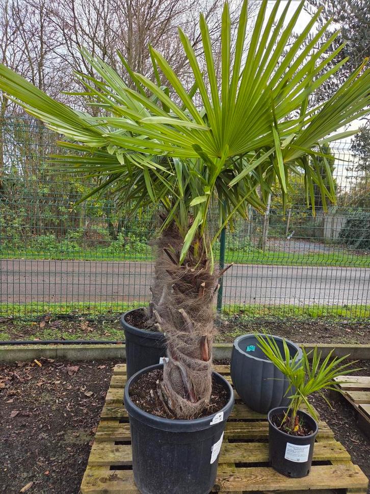 Winterharde palmbomen Trachycarpus Fortunei - op voorraad, Jardin & Terrasse, Plantes | Arbres, Palmier, Ombre partielle, Enlèvement