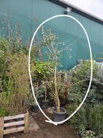 Japanse notenboom/ Ginkgo biloba, Tuin en Terras, Planten | Bomen, Ophalen