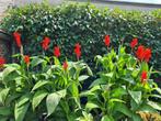 Canna Kreta, Volle zon, Vaste plant, Zomer, Ophalen